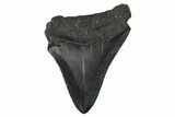 Juvenile Megalodon Tooth - South Carolina #340458-1